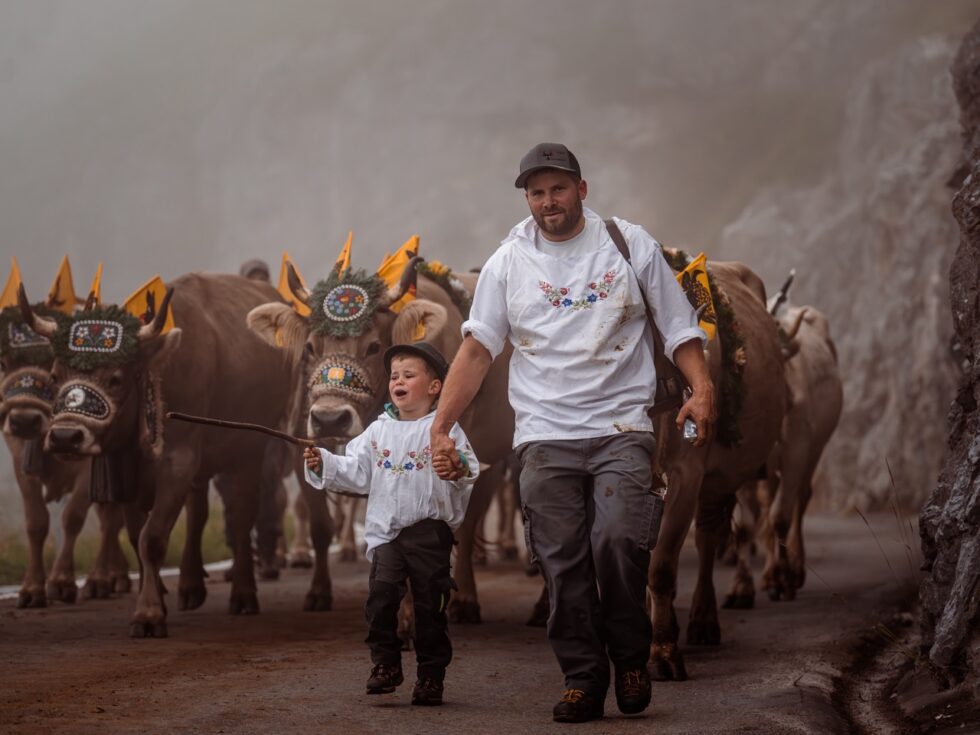 Vater und Sohn führen die geschmückten Kühe durch den Nebel talwärts